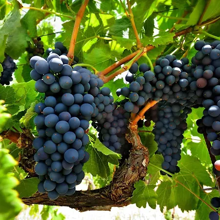 Kallikoros Country Resort&spa 4*